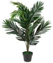 30-off-Areca-Palm-Plant Sale