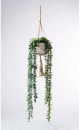 30-off-String-of-Pearls-in-Hanging-Pot Sale