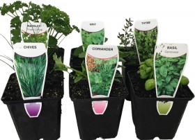 Herb-Plants on sale