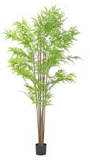 30-off-Bamboo-Jumbo on sale