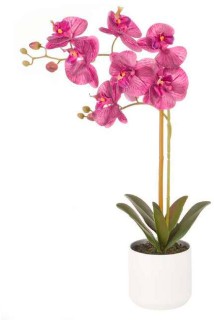 30-off-Double-Stem-Orchid on sale