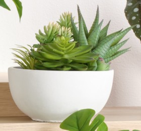 Multi-Succulent-In-Pot on sale