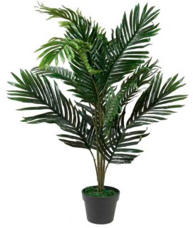 30-off-Areca-Palm-Plant on sale