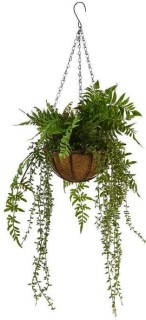 30-off-Hanging-Fern-in-Bowl on sale
