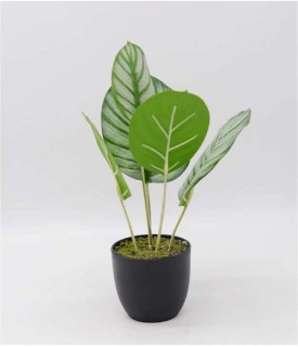 30-off-Evergreen-in-Pot on sale