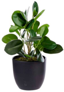 30-off-Ficus-Cunia-in-Pot on sale