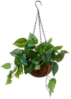 30-off-Hanging-Ivy-in-Pot on sale