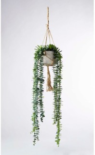 30-off-String-of-Pearls-in-Hanging-Pot on sale