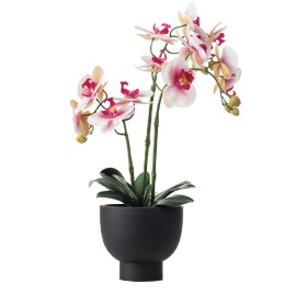 Pink-Potted-Orchid on sale